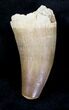 Large Well Preserved Dyrosaurus Tooth - Morocco #20739-1